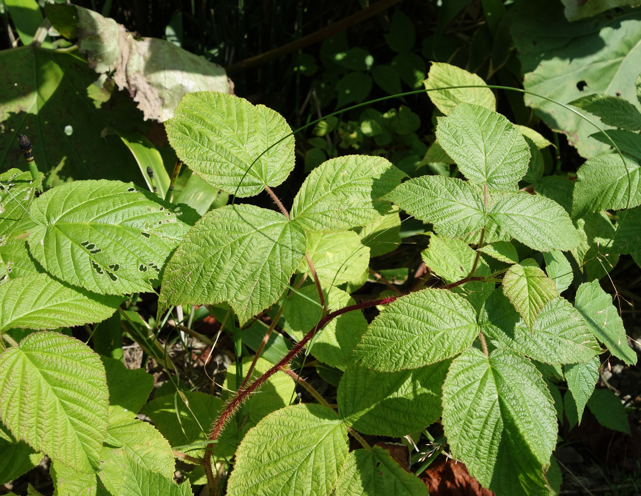 Изображение особи Rubus matsumuranus.