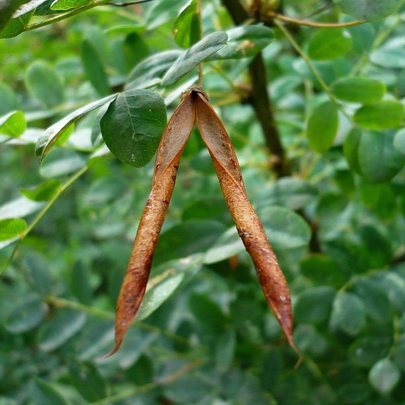 Image of Caragana arborescens specimen.