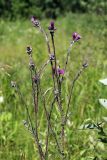 Cirsium palustre