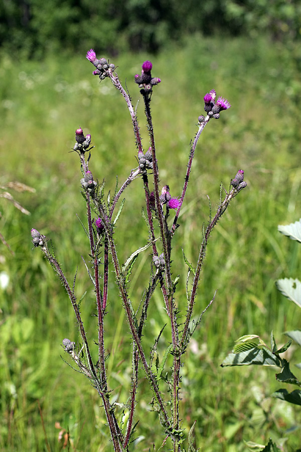 Изображение особи Cirsium palustre.