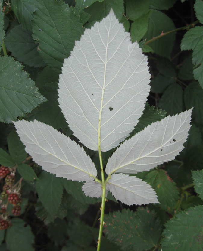 Изображение особи Rubus sanctus.