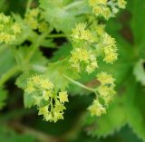 Alchemilla xanthochlora