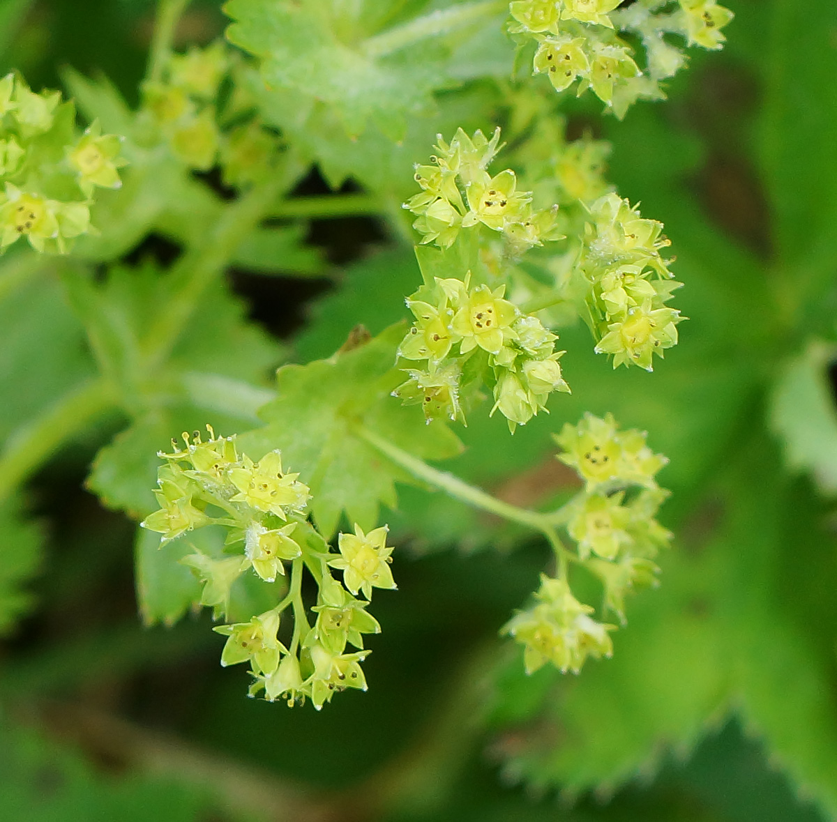 Изображение особи Alchemilla xanthochlora.