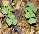 Oxalis acetosella