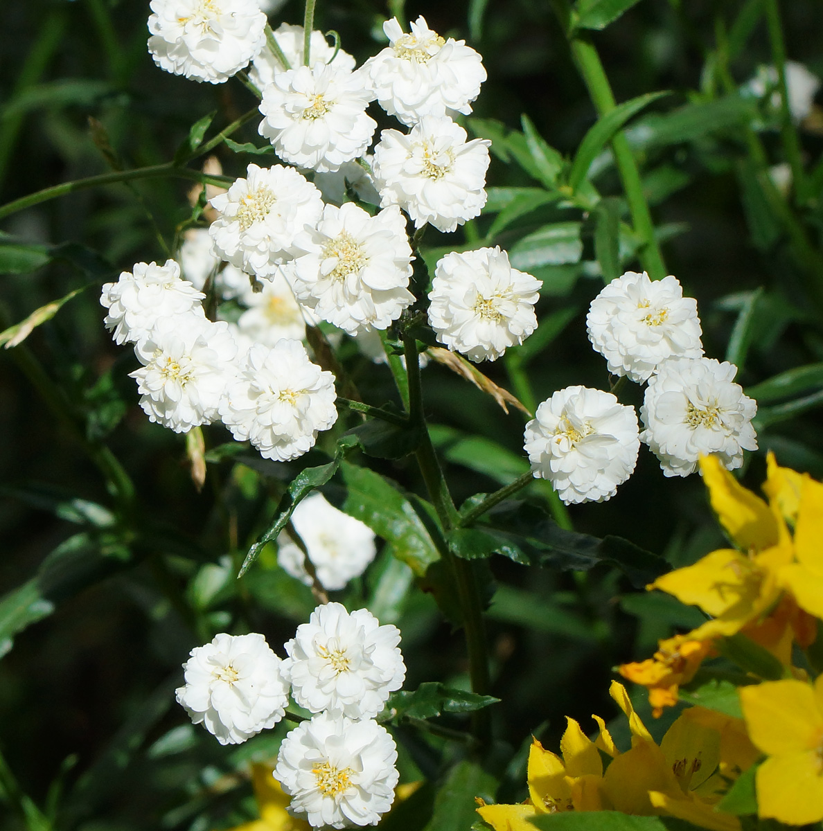 Image of Achillea ptarmica var. multiplex specimen.