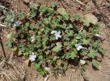 Malva neglecta