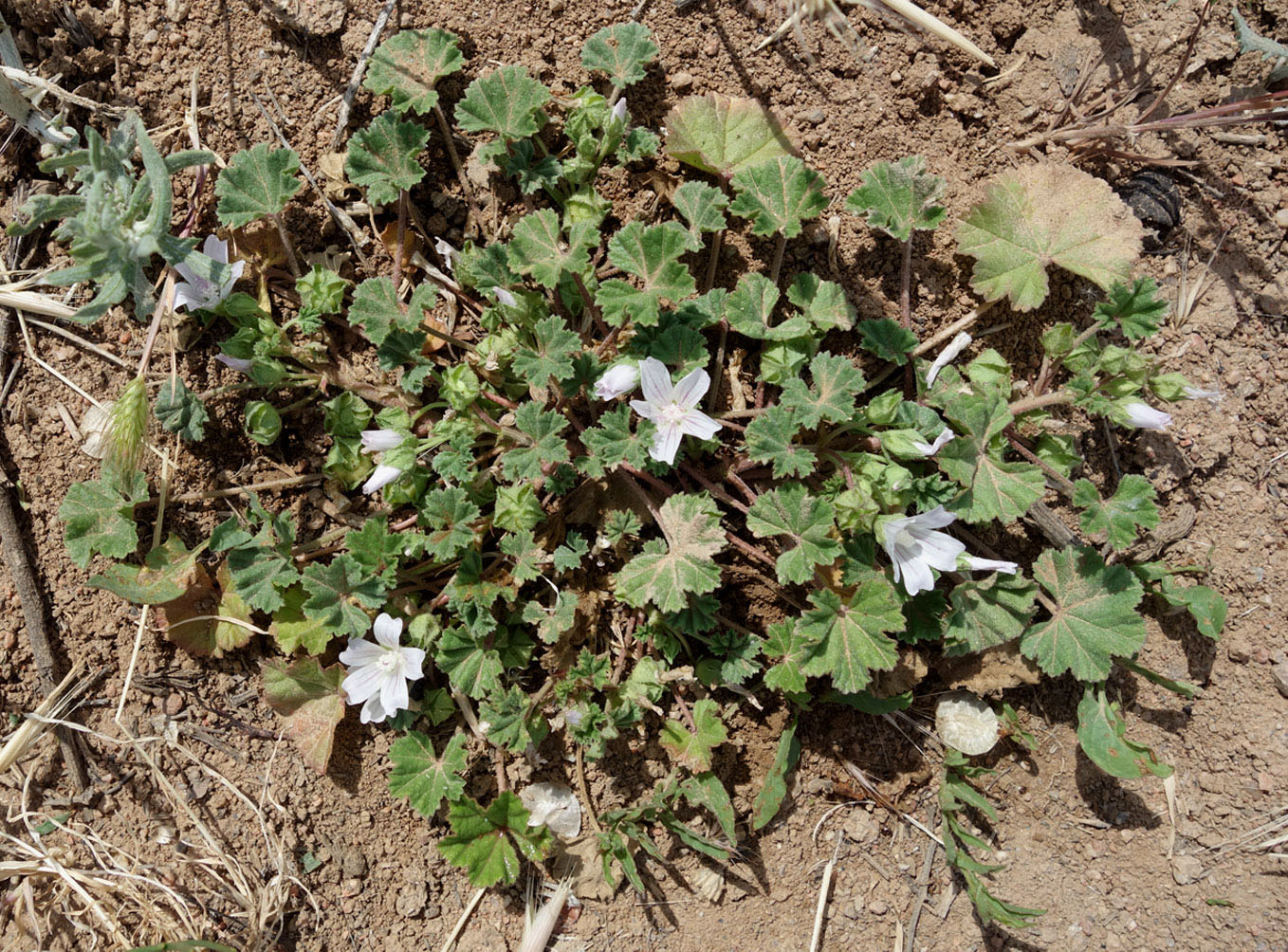 Изображение особи Malva neglecta.