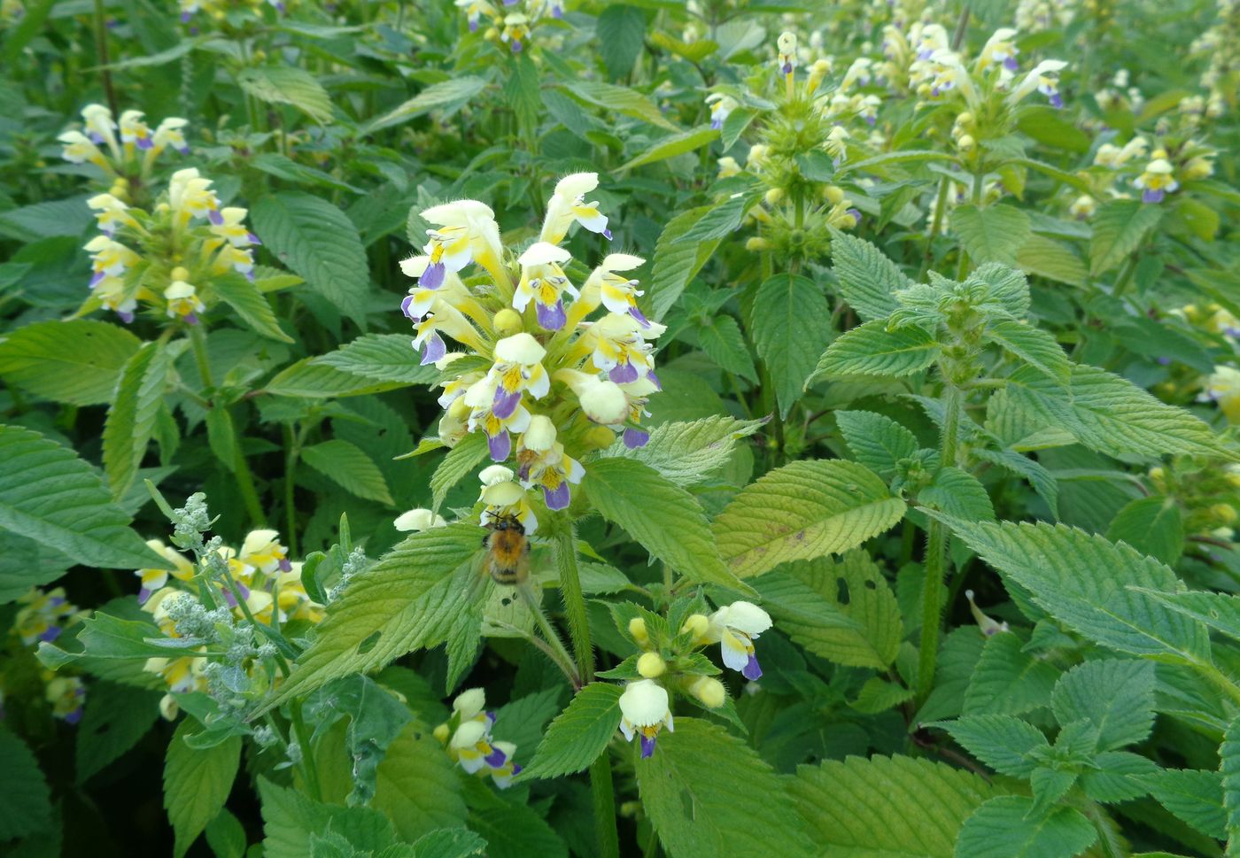 Изображение особи Galeopsis speciosa.