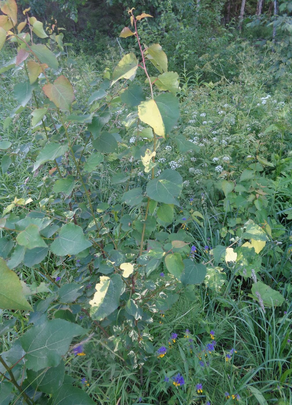 Image of Populus tremula specimen.