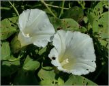 Calystegia sepium. Цветы. Чувашия, окр. г. Шумерля, пойма р. Сура, оз. Щучья Лужа. 22 августа 2010 г.