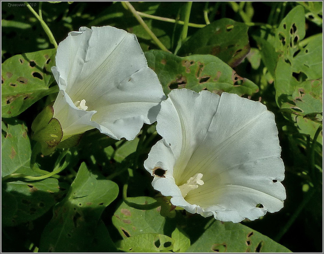 Изображение особи Calystegia sepium.