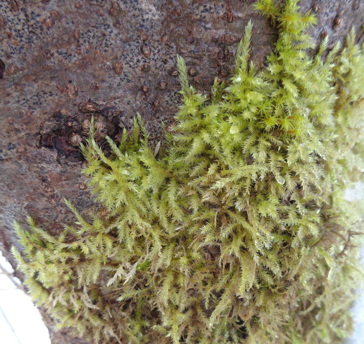 Image of genus Brachythecium specimen.