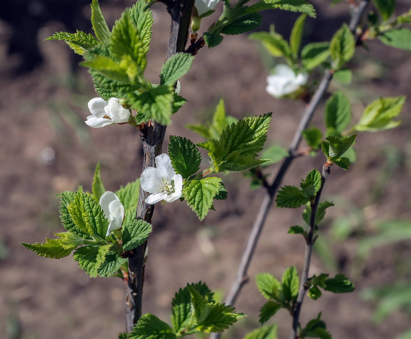 Изображение особи Cerasus tomentosa.