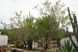 Combretum apiculatum
