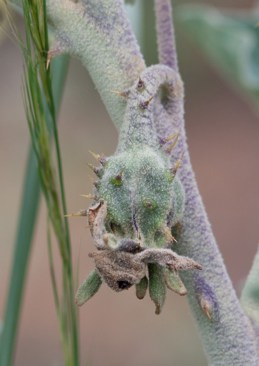 Изображение особи Solanum lichtensteinii.