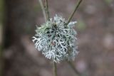 Evernia prunastri