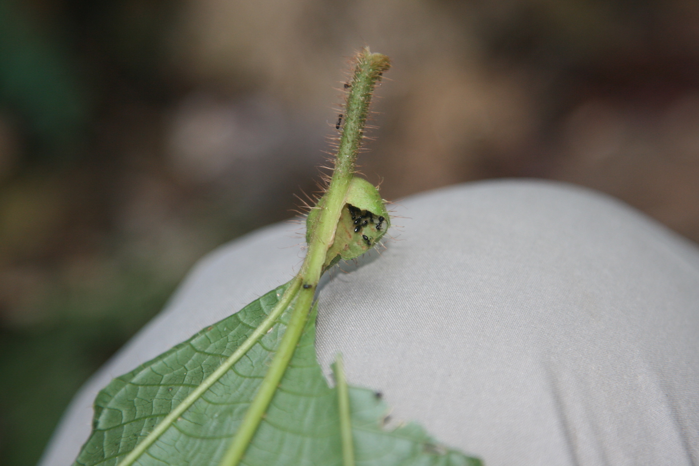 Изображение особи Miconia gonoptera.