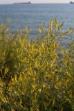 Melilotus officinalis