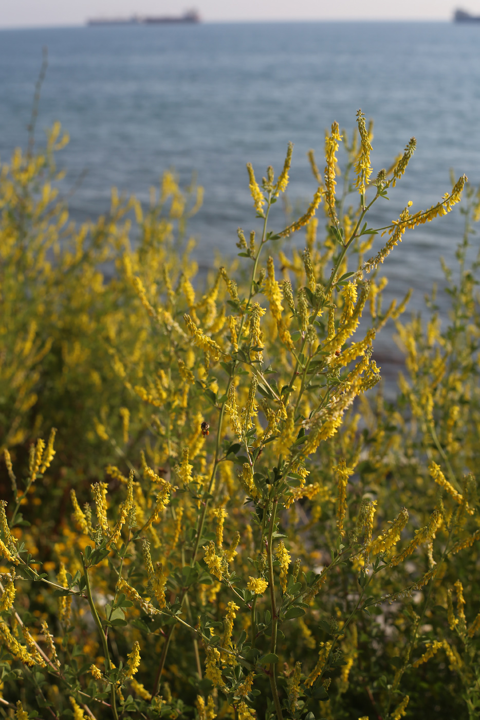 Изображение особи Melilotus officinalis.