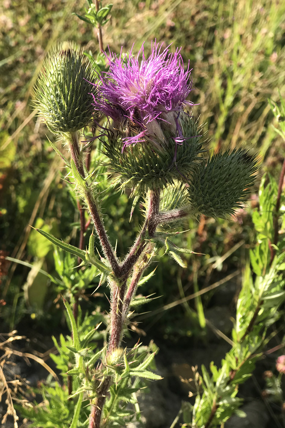 Изображение особи Cirsium vulgare.