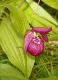 Cypripedium macranthos