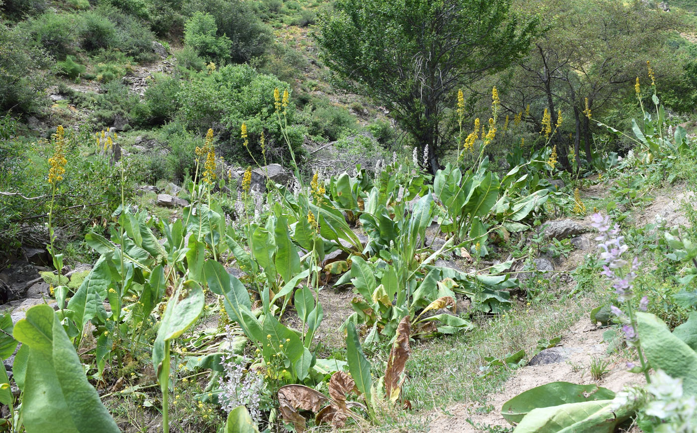 Image of Ligularia heterophylla specimen.