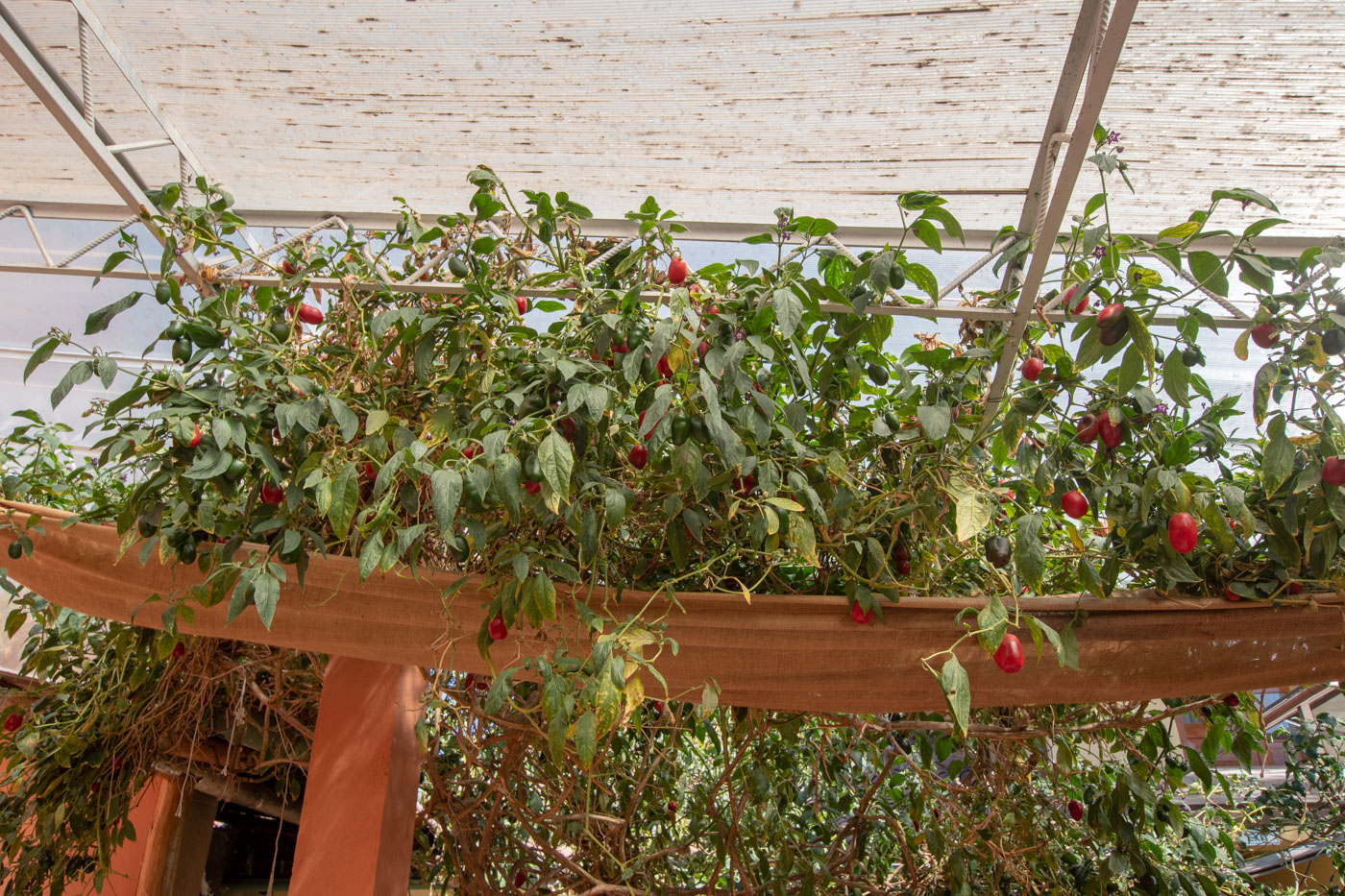 Изображение особи Capsicum pubescens.