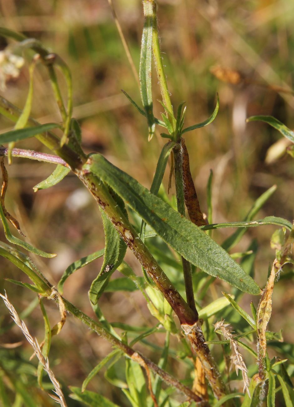 Image of Silene tatarica specimen.