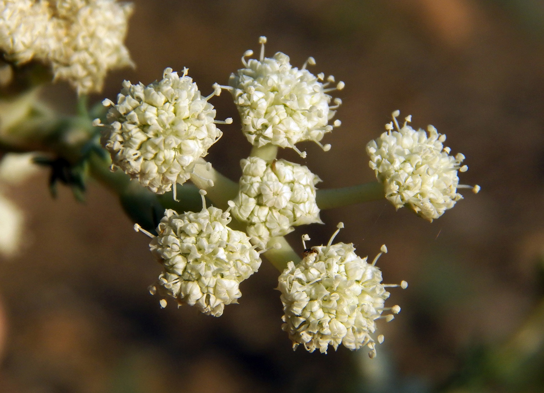 Image of Seseli dichotomum specimen.