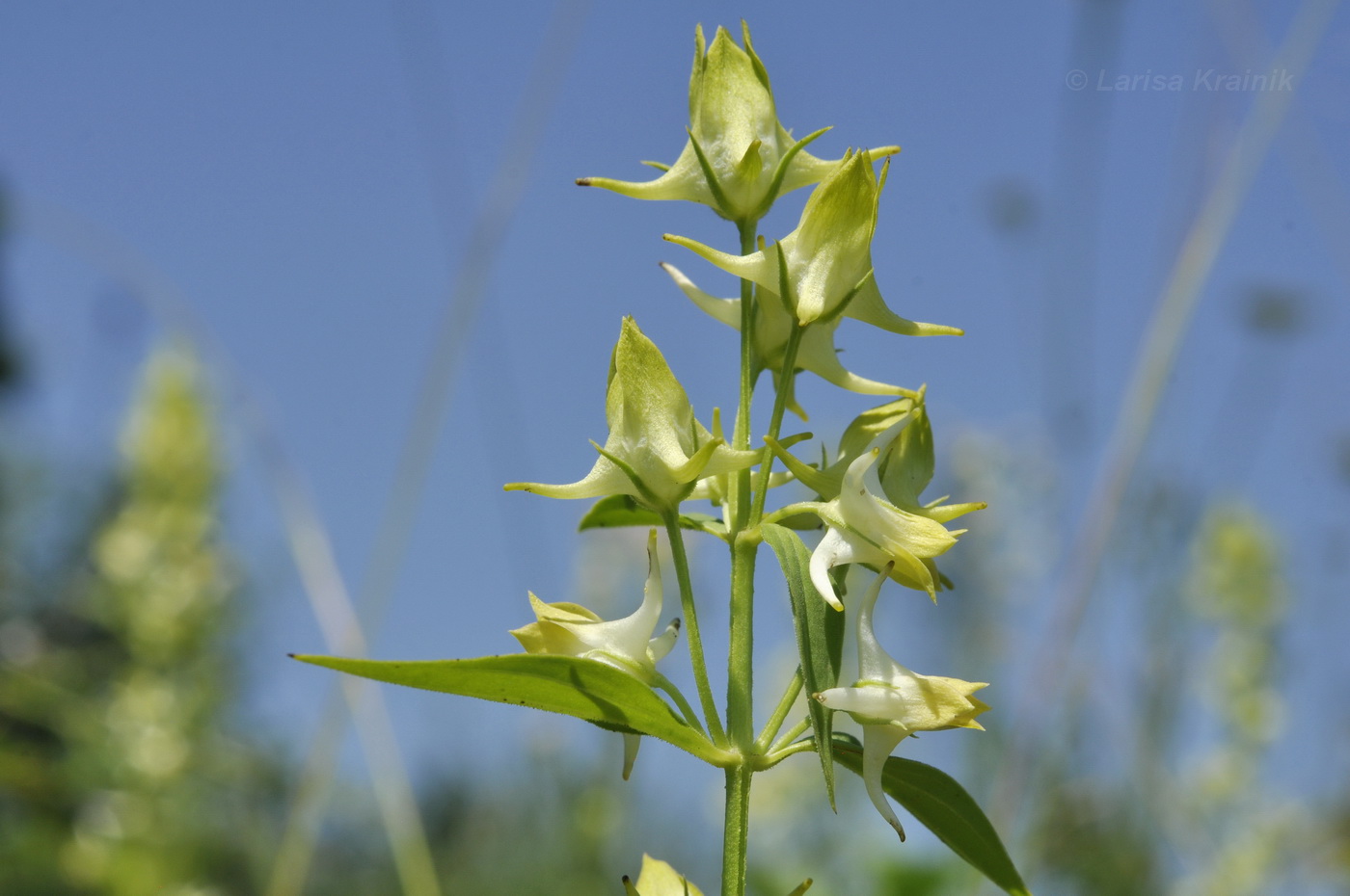 Изображение особи Halenia corniculata.