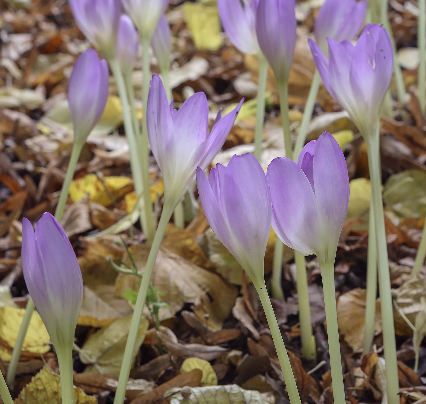 Image of Colchicum speciosum specimen.