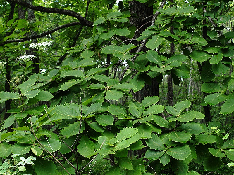 Изображение особи Quercus mongolica.