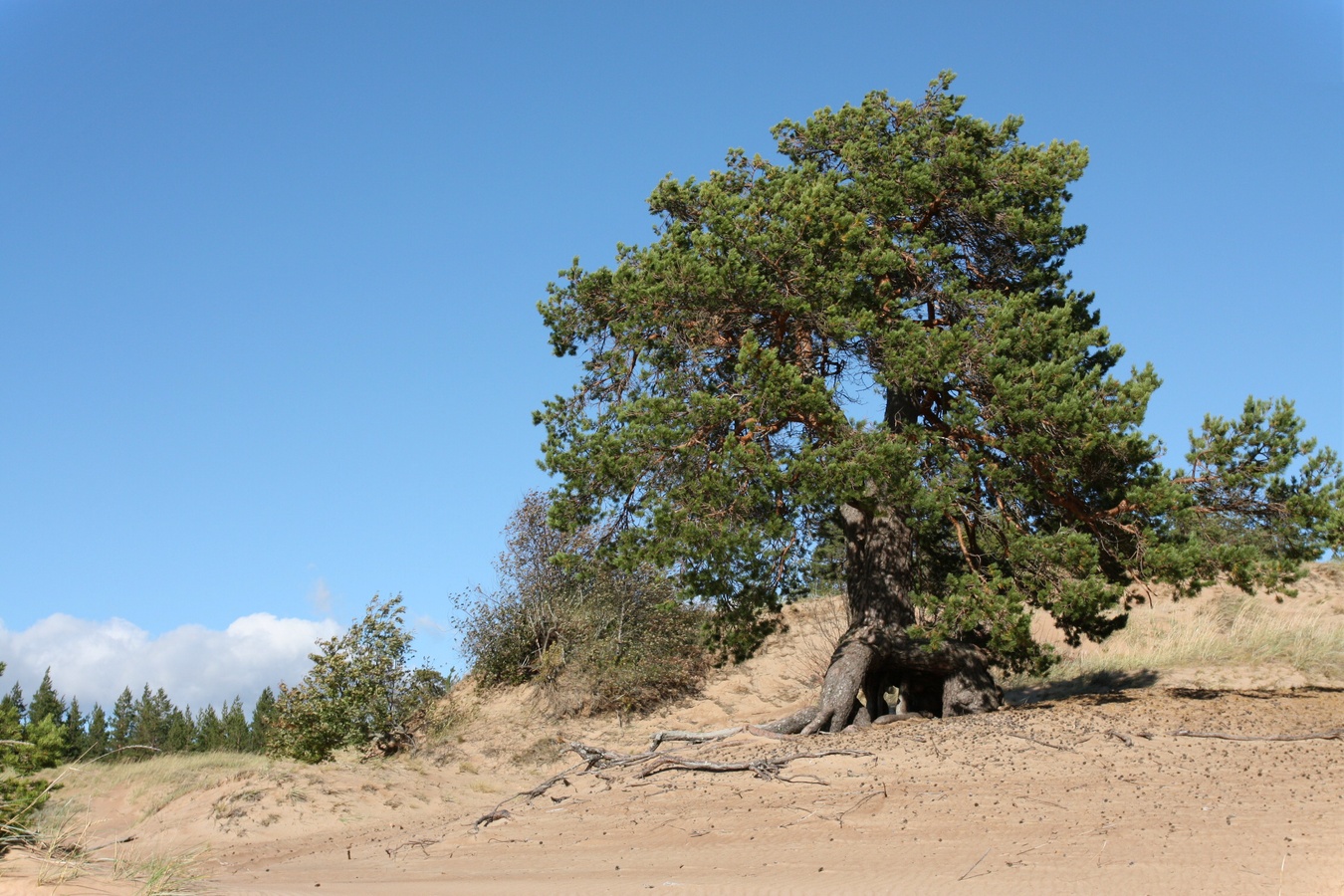 Изображение особи Pinus sylvestris.