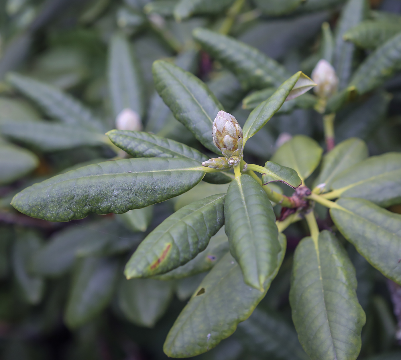 Image of Rhododendron brachycarpum specimen.