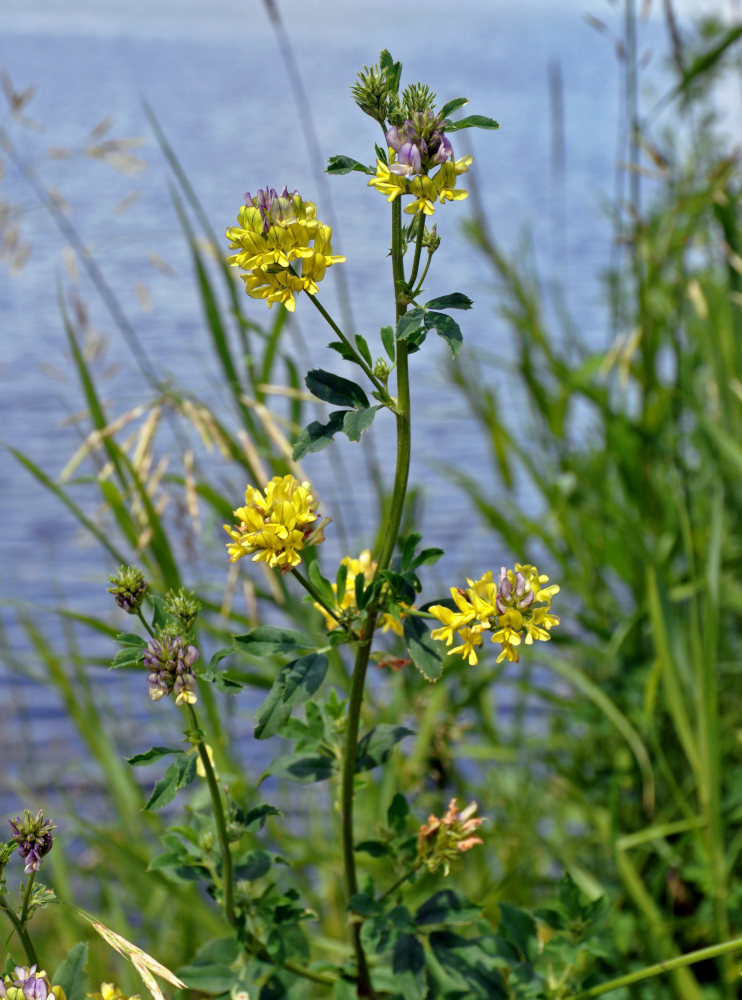 Image of Medicago &times; varia specimen.