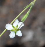 Arenaria soratensis