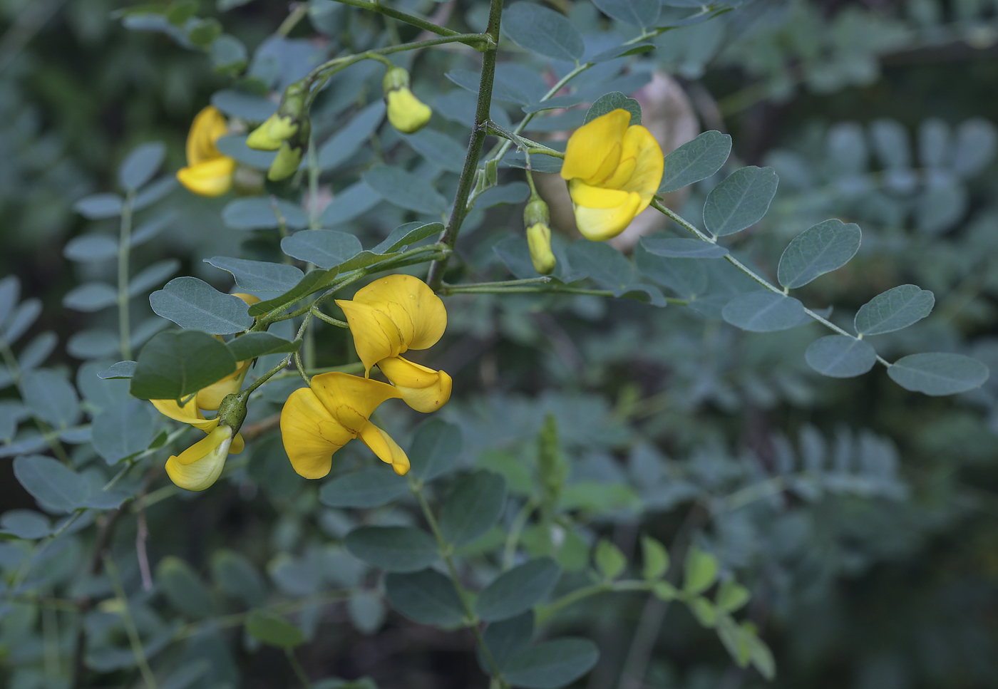 Image of Colutea arborescens specimen.