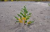 Betula pendula. Молодое дерево. Тульская обл., Узловский р-н, Романцевские горы, глинистый берег карьера. 03.10.2020.