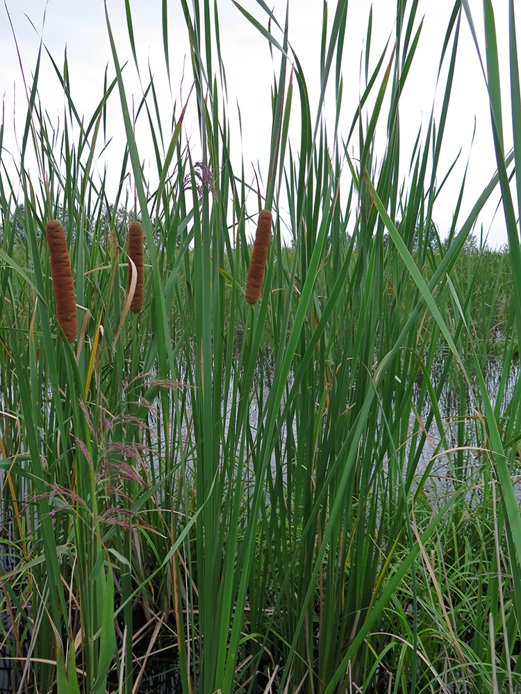 Image of Typha domingensis specimen.