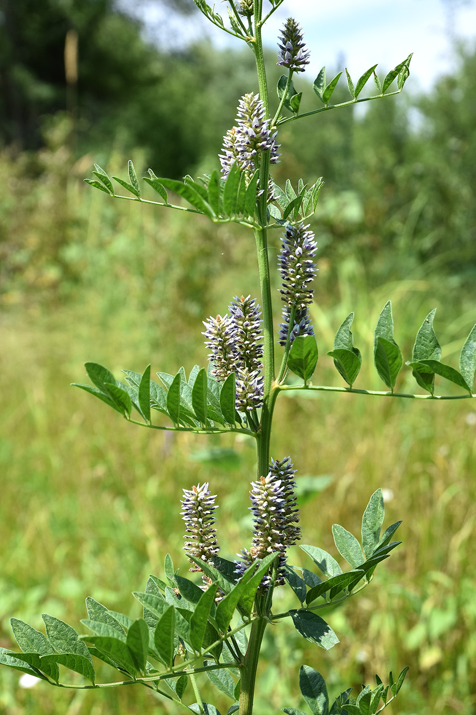 Image of Glycyrrhiza glabra specimen.