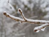 Quercus robur. Верхушка обледеневшей веточки. Краснодарский край, Крымский р-н, окр. станицы Неберджаевская, ур. Темрючки, опушка дубово-грабинникового леса, задернованные скальные выходы. 11.02.2021.