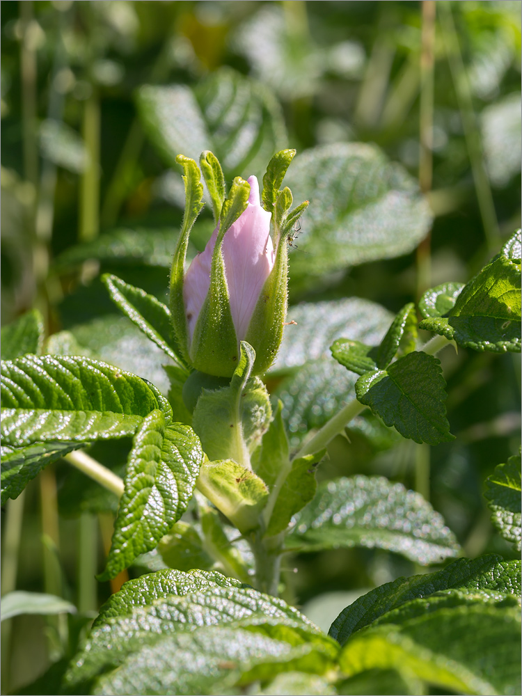 Image of Rosa rugosa specimen.