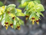 Cerinthe minor