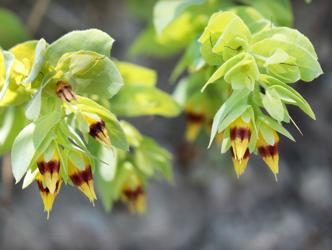 Image of Cerinthe minor specimen.