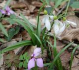 Galanthus rizehensis