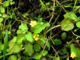 Mimulus tenellus