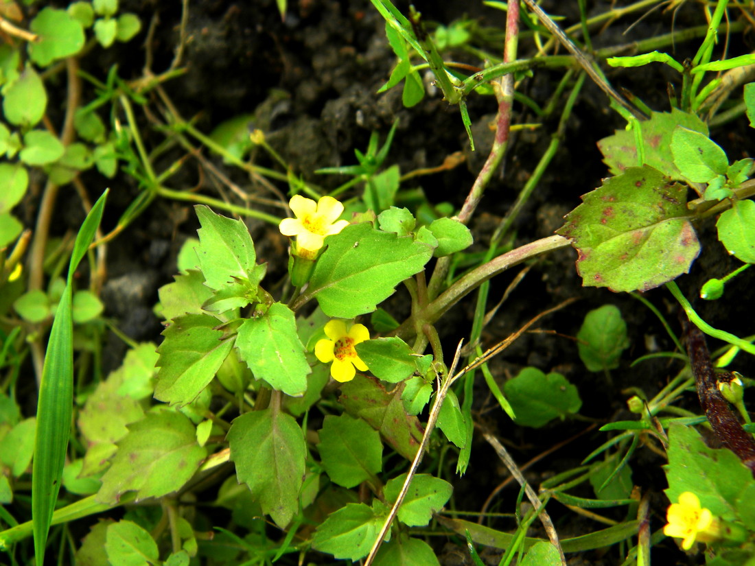 Изображение особи Mimulus tenellus.