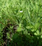 Stellaria media