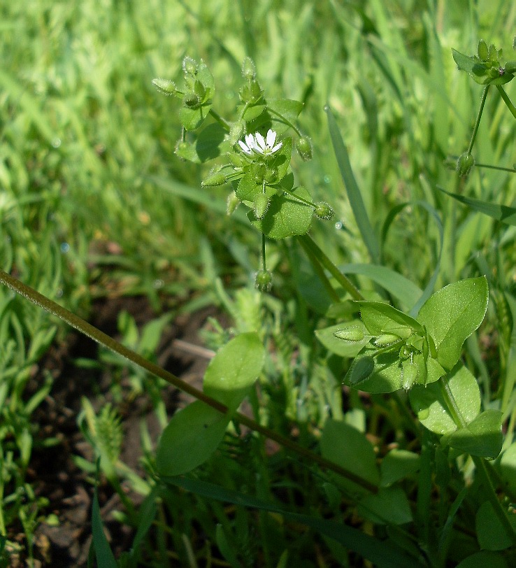 Image of Stellaria media specimen.