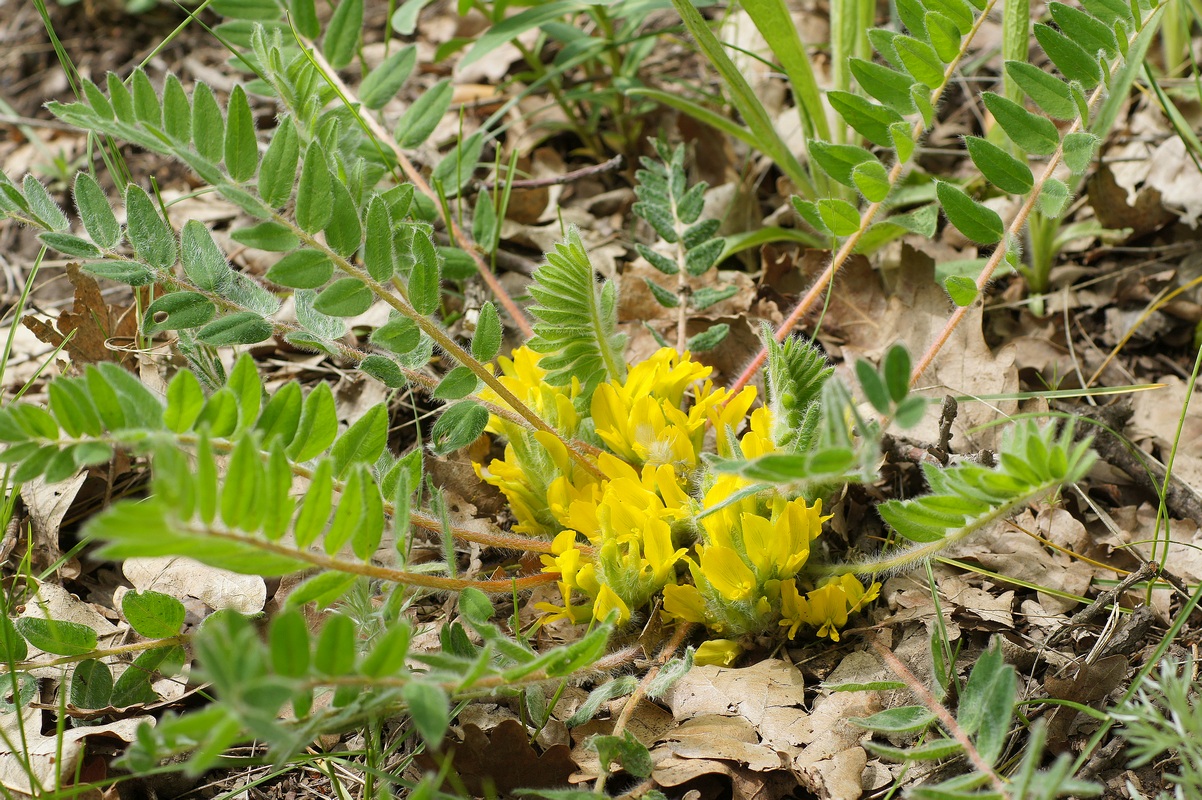 Изображение особи Astragalus pubiflorus.